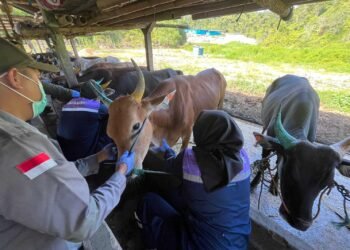 Ratusan Sapi Masuk Tarakan, Karantina Perketat Pengawasan dan Uji Laboratorium