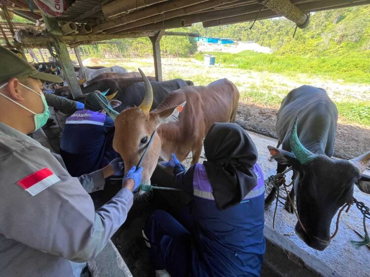 Ratusan Sapi Masuk Tarakan, Karantina Perketat Pengawasan dan Uji Laboratorium
