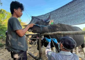 Karantina Terapkan Skema Satu Koloni, Cegah Penyakit Sapi