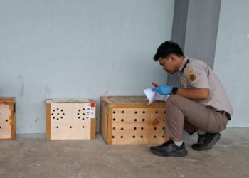 Kepatuhan Karantina Meningkat, Jalur Tidak Resmi Tetap Diwaspadai