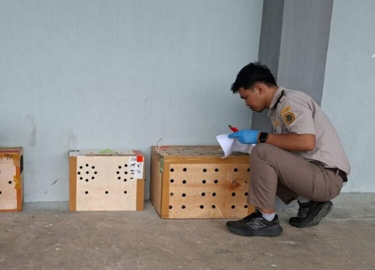 Kepatuhan Karantina Meningkat, Jalur Tidak Resmi Tetap Diwaspadai