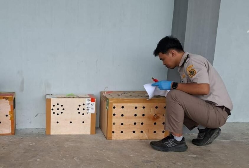 Kepatuhan Karantina Meningkat, Jalur Tidak Resmi Tetap Diwaspadai