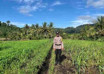 Bhabinkamtibmas Turun ke Lahan, Polisi di Bulungan Aktif Dampingi Petani Jagung