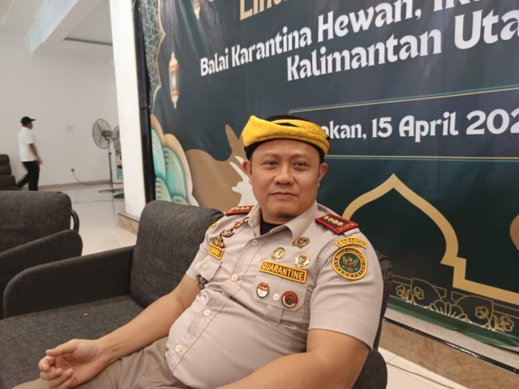 Over Supply Mengintai, Peternak Lokal Terancam