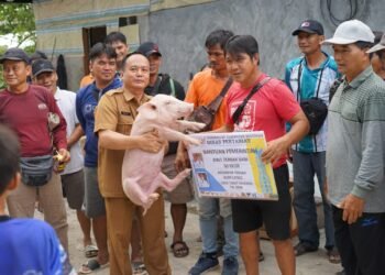 Tahap Awal, 100 Bibit Babi Diserahkan ke Dua Kelompok di Jelarai Selor