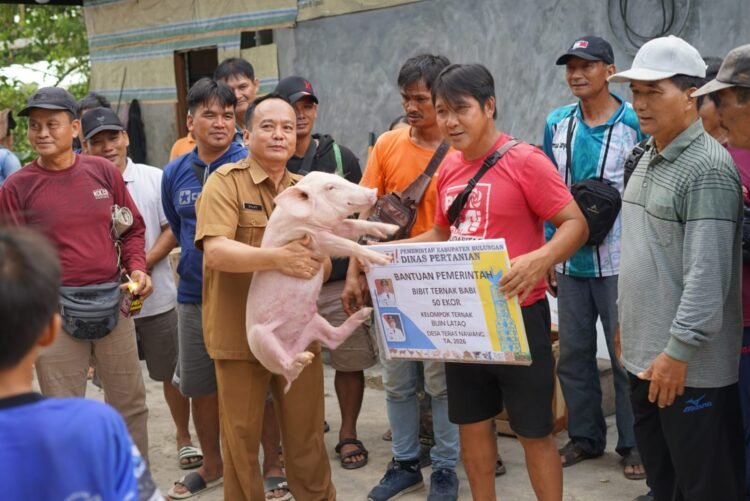 Tahap Awal, 100 Bibit Babi Diserahkan ke Dua Kelompok di Jelarai Selor