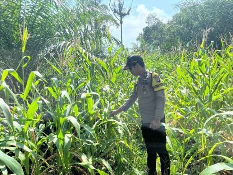 Bhabinkamtibmas Long Peso Dampingi Penanaman Jagung 3 Hektare di Desa Long Lembu