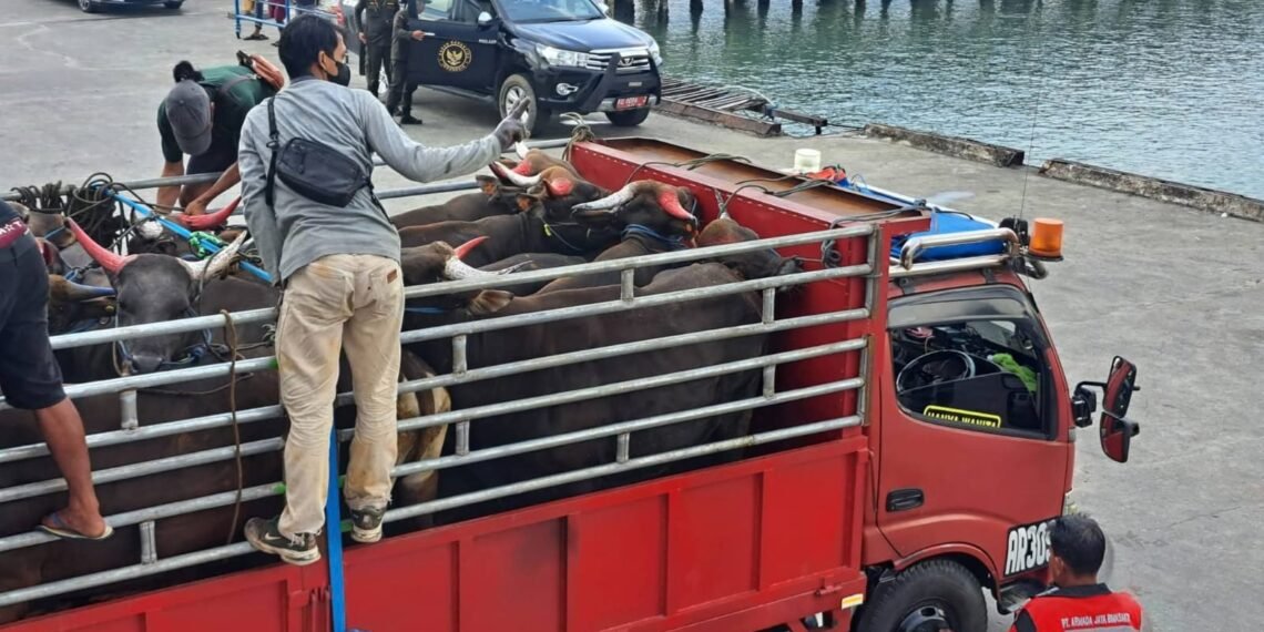 Puluhan Pelabuhan Tak Resmi, Pemasukan Ternak Rawan Pelanggaran