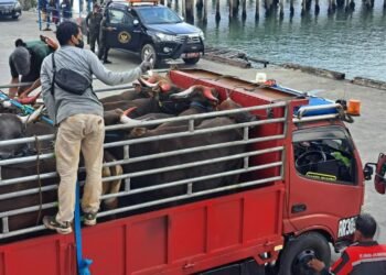 Puluhan Pelabuhan Tak Resmi, Pemasukan Ternak Rawan Pelanggaran