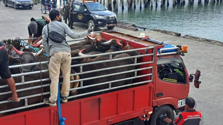 Puluhan Pelabuhan Tak Resmi, Pemasukan Ternak Rawan Pelanggaran