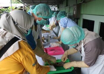 Leptospirosis Masih Muncul di Tarakan, Dinkes Imbau Warga Segera Periksa Dini