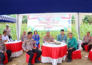 Polresta Bulungan Dukung Ketahanan Pangan, Panen Raya Jagung Kuartal II Digelar di Tanjung Palas