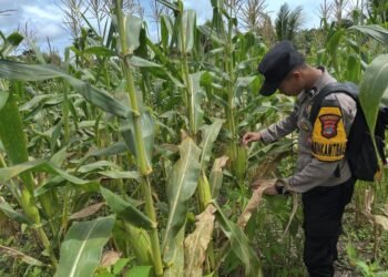 Dukungan Ketahanan Pangan, Polsek Tanjung Palas Turun ke Masyarakat
