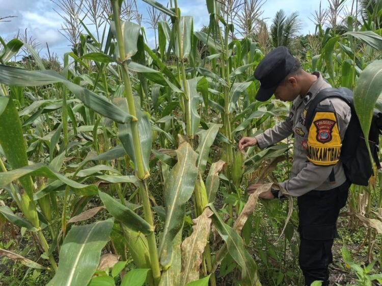 Dukungan Ketahanan Pangan, Polsek Tanjung Palas Turun ke Masyarakat