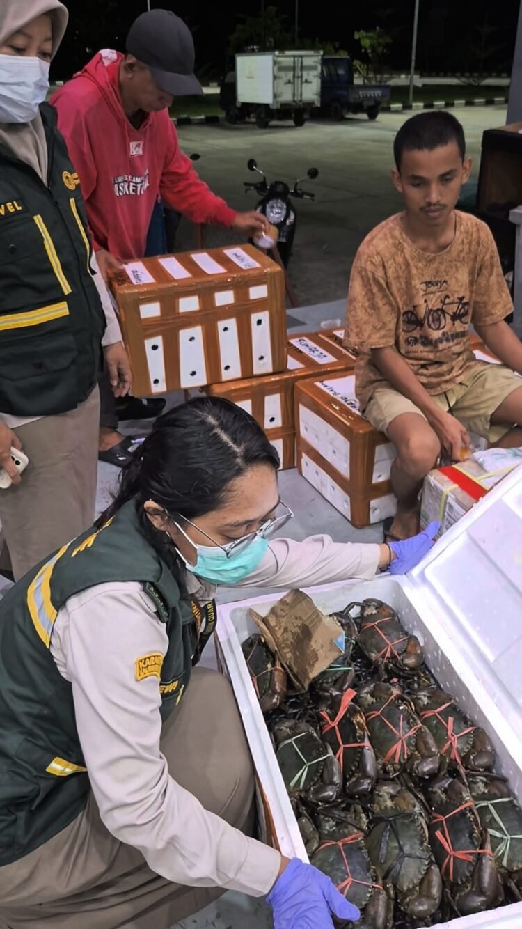 Tarakan Incar Tahta Crab City, Ekspor Kepiting Tak Lagi Lewat Tawau