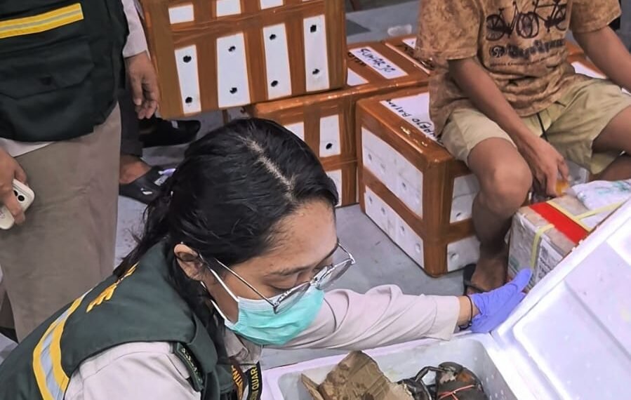 Tarakan Incar Tahta Crab City, Ekspor Kepiting Tak Lagi Lewat Tawau