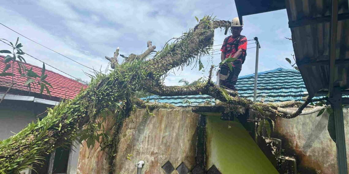 Lima Pohon Tumbang di Tarakan, Sejumlah Rumah dan Kabel Listrik Terdampak