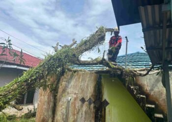 Lima Pohon Tumbang di Tarakan, Sejumlah Rumah dan Kabel Listrik Terdampak