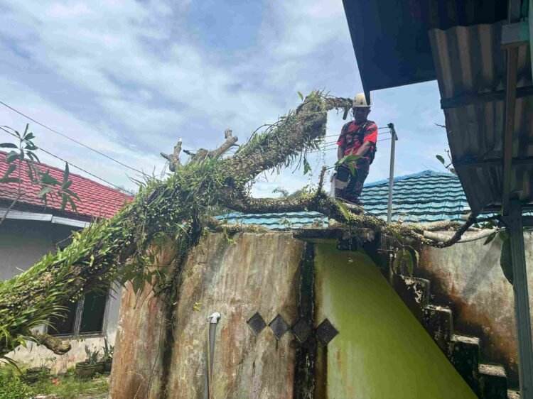 Lima Pohon Tumbang di Tarakan, Sejumlah Rumah dan Kabel Listrik Terdampak