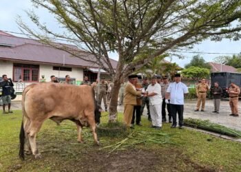 Bantuan Sapi Kurban Presiden RI Diserahkan di Malinau