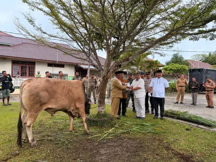Bantuan Sapi Kurban Presiden RI Diserahkan di Malinau