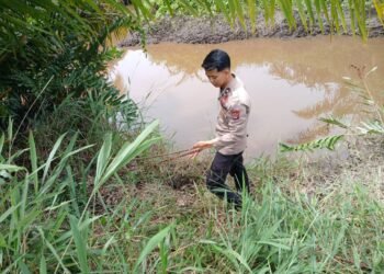 Motor dan Joran Tertinggal di Tepi Parit, Petani di Bulungan Diduga Diterkam Buaya
