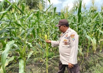 Monitoring Jagung Warga, Polresta Bulungan Perkuat Ketahanan Pangan