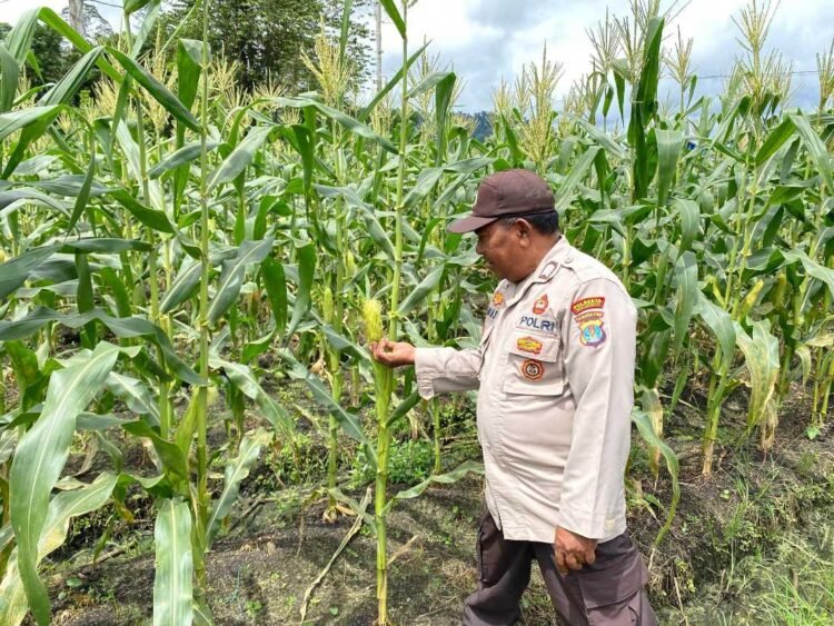Monitoring Jagung Warga, Polresta Bulungan Perkuat Ketahanan Pangan
