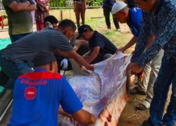 Rayakan Idul Adha, JBSM Salurkan 12 Sapi Kurban ke Karyawan dan Relasi