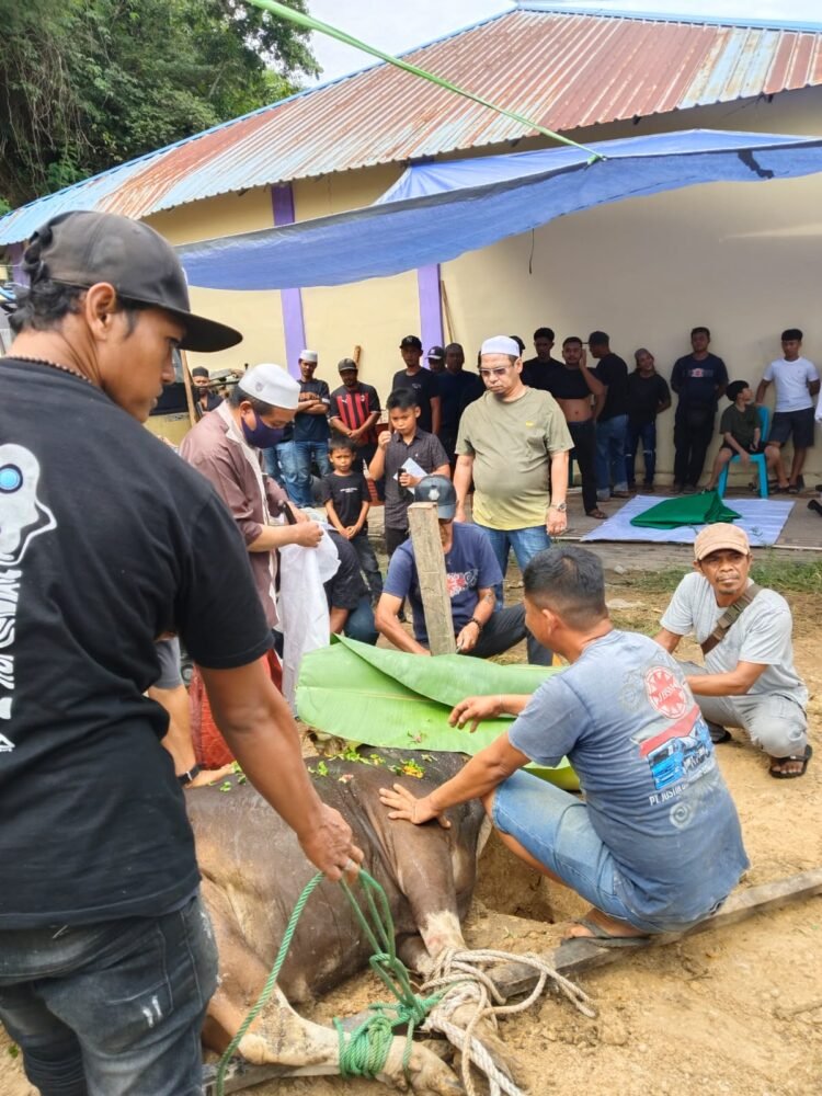 Rayakan Idul Adha, JBSM Salurkan 12 Sapi Kurban ke Karyawan dan Relasi
