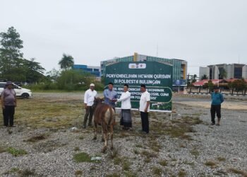 Idul Adha 1447 H, Polresta Bulungan Salurkan Semangat Berbagi Lewat 5 Ekor Sapi Kurban
