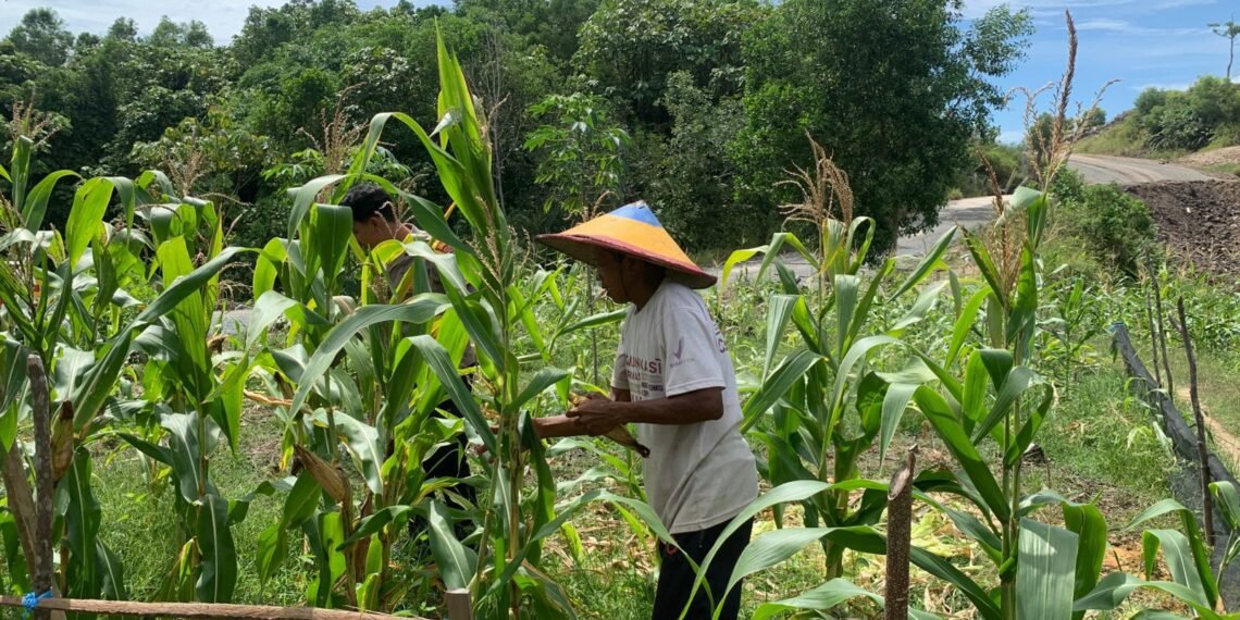 Bhabinkamtibmas Bunyu Timur Pantau Tanaman Jagung Warga, Dukung Ketahanan Pangan Nasional