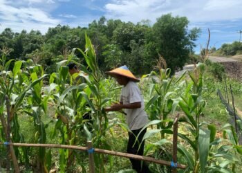 Bhabinkamtibmas Bunyu Timur Pantau Tanaman Jagung Warga, Dukung Ketahanan Pangan Nasional