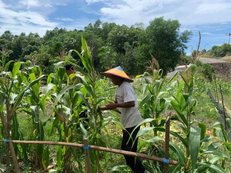 Bhabinkamtibmas Bunyu Timur Pantau Tanaman Jagung Warga, Dukung Ketahanan Pangan Nasional