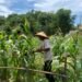 Bhabinkamtibmas Bunyu Timur Pantau Tanaman Jagung Warga, Dukung Ketahanan Pangan Nasional