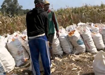 Panen Jagung di Desa Pimping Capai 500 Kilogram, Polisi Dukung Ketahanan Pangan Nasional