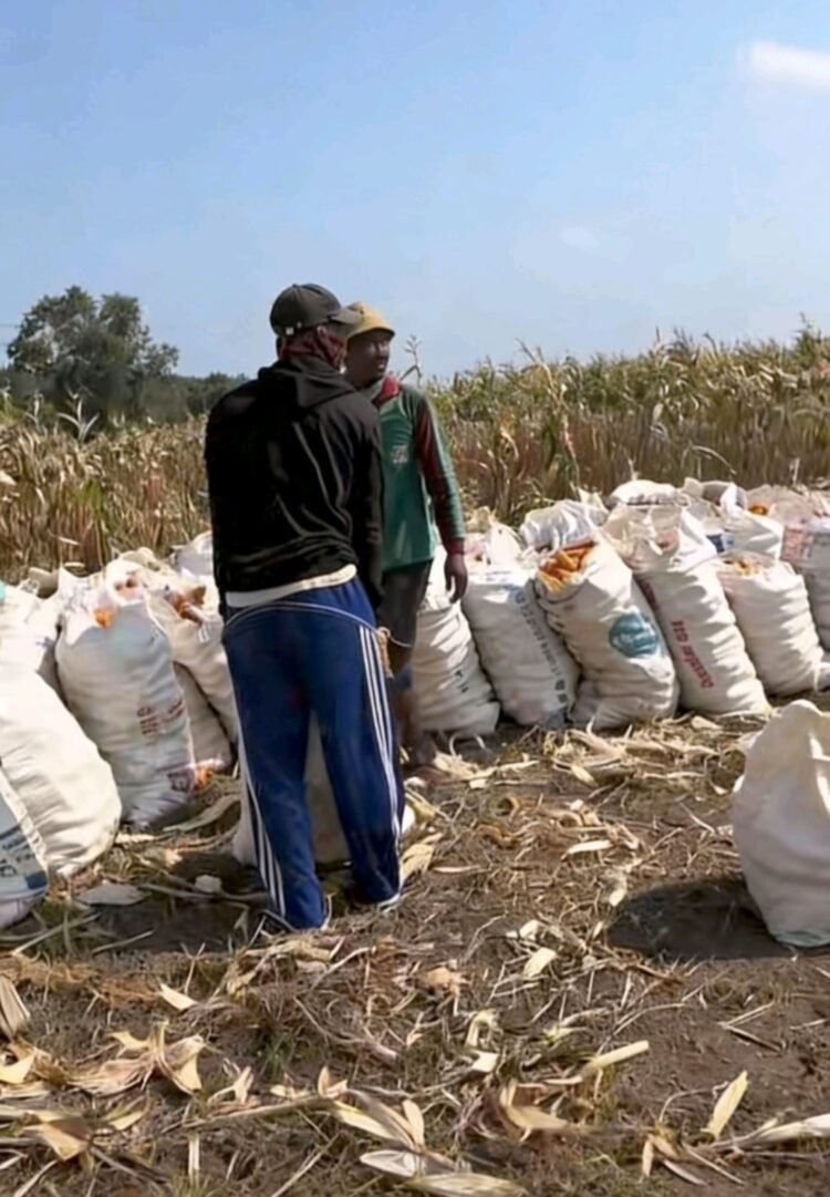 Panen Jagung di Desa Pimping Capai 500 Kilogram, Polisi Dukung Ketahanan Pangan Nasional