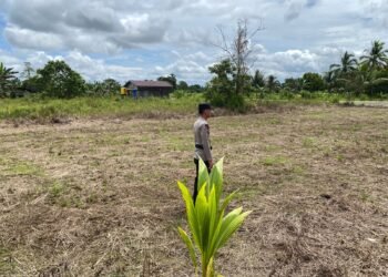 Bhabinkamtibmas Polsek Tanjung Palas Pantau Tanaman Jagung Warga Dukung Ketahanan Pangan