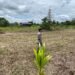 Bhabinkamtibmas Polsek Tanjung Palas Pantau Tanaman Jagung Warga Dukung Ketahanan Pangan
