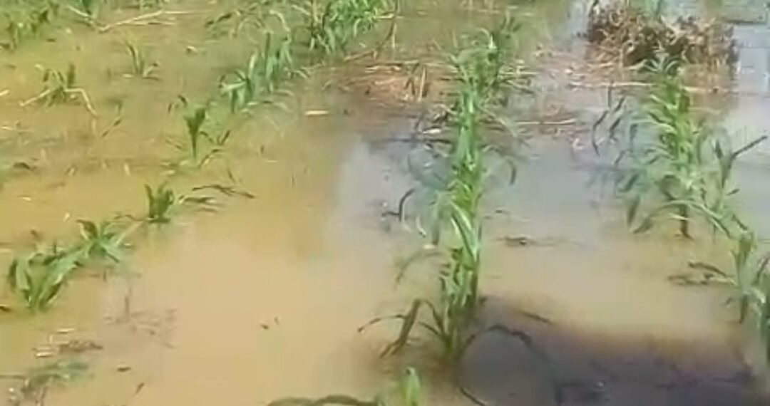 Banjir Rendam Lahan Jagung di Pimping, Petani Gagal Panen