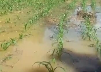 Banjir Rendam Lahan Jagung di Pimping, Petani Gagal Panen