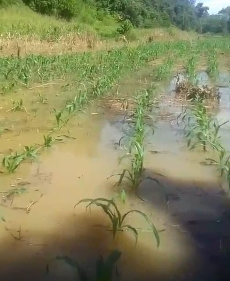 Banjir Rendam Lahan Jagung di Pimping, Petani Gagal Panen