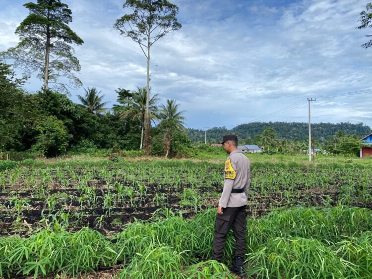 Bhabinkamtibmas Desa Gunung Putih Dampingi Penanaman Jagung, Wujud Dukungan Polri terhadap Ketahanan Pangan