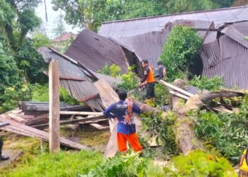 Tarakan Dilanda Longsor dan Pohon Tumbang, BPBD Imbau Warga Tetap Waspada