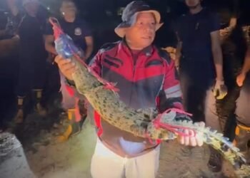Damkar Tarakan Usulkan APD Khusus, Penanganan Hewan Buas Butuh Perlengkapan Berbeda
