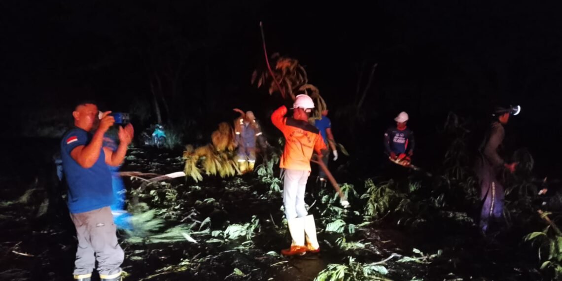 Bukan Hanya Pohon Tua, BPBD Ungkap Penyebab Pohon Mudah Tumbang di Tarakan