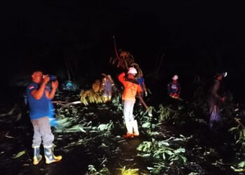 Bukan Hanya Pohon Tua, BPBD Ungkap Penyebab Pohon Mudah Tumbang di Tarakan
