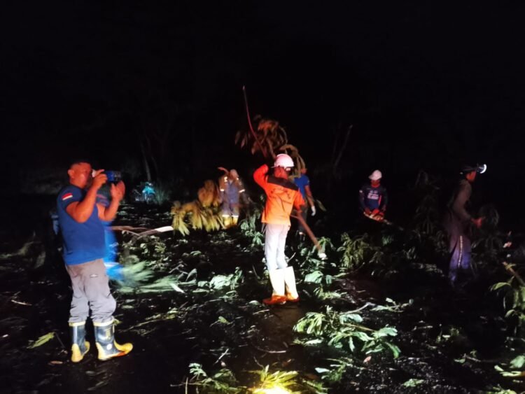 Bukan Hanya Pohon Tua, BPBD Ungkap Penyebab Pohon Mudah Tumbang di Tarakan