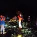 Bukan Hanya Pohon Tua, BPBD Ungkap Penyebab Pohon Mudah Tumbang di Tarakan