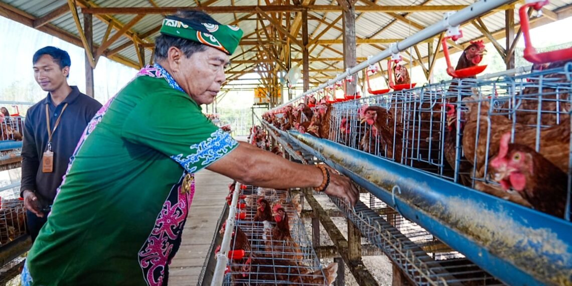 Gubernur Panen Perdana Ayam Petelur, Perkuat Ketahanan Pangan dan Gizi Masyarakat 